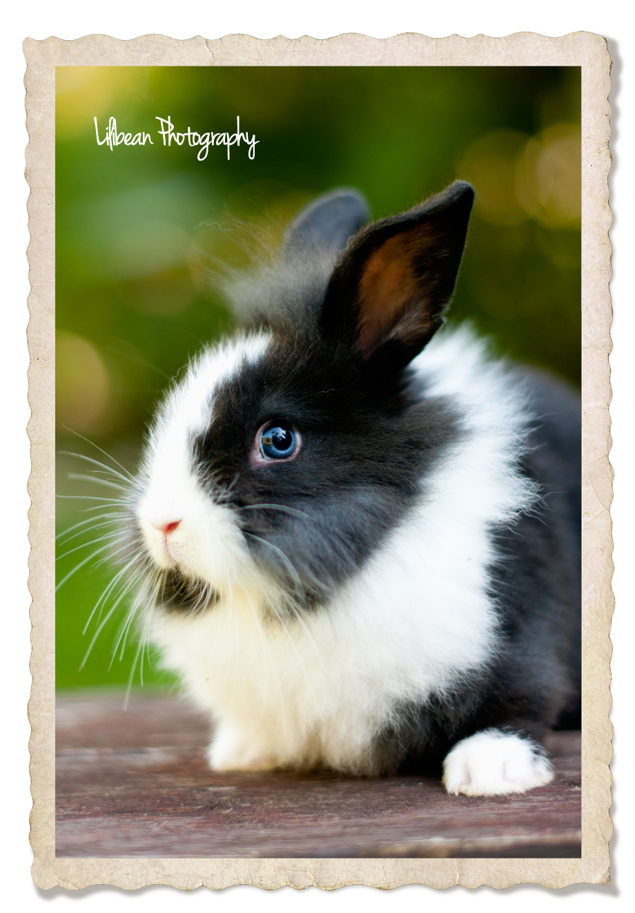 Bunny Photo Sessions in South Florida