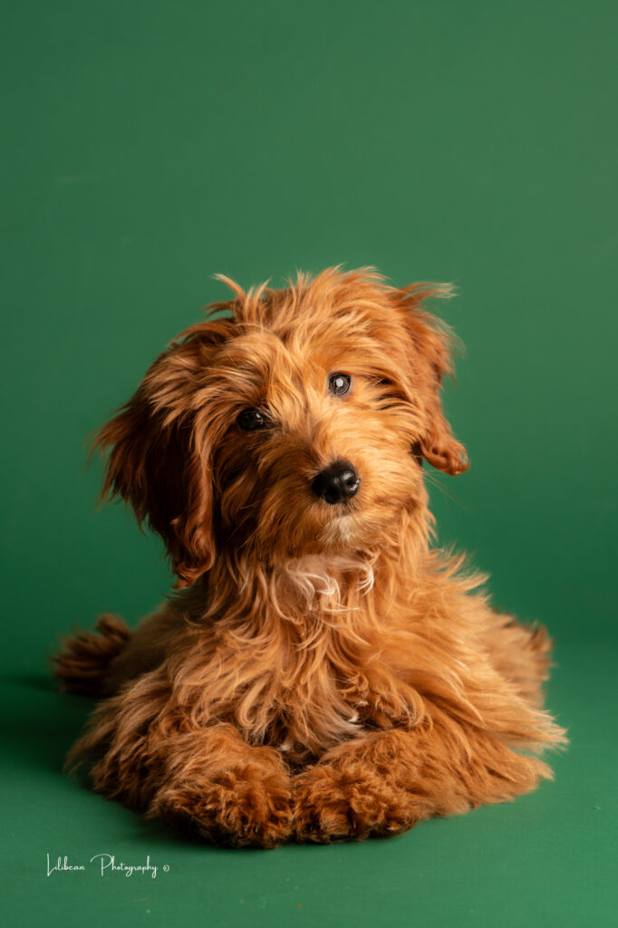 Golden doodle puppy portrait