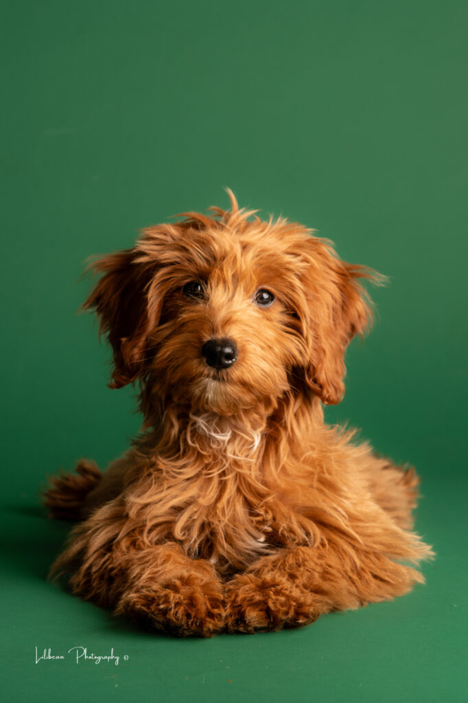 Golden doodle puppy portrait miami photographer