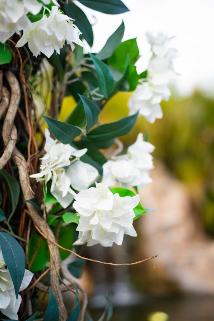 quince photographer plants